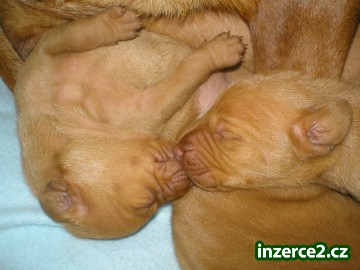 prodám štěně Maďarského ohaře bez PP_1 155492_1.jpg