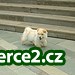 Chow Chow štěňata pro Re-navádění_1 225420_1.jpg