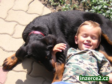 beauceron_2 225681_2.jpg
