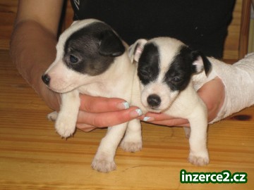 jack russel terier_1 33452_1.jpg