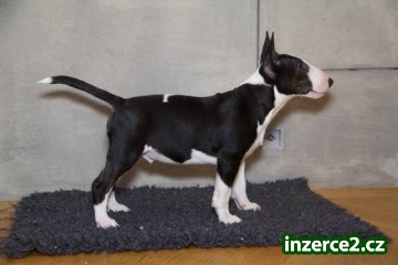 Miniaturní bullterier_2 480188_2.jpg