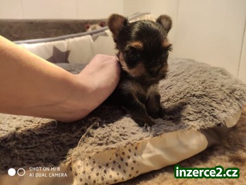 Jorksir mini s PP k rezervaci_2 522084_2.jpg