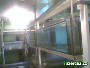 87156_1.jpg
