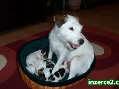 Jack Parson Russell Terier