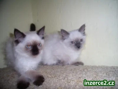 Ragdoll