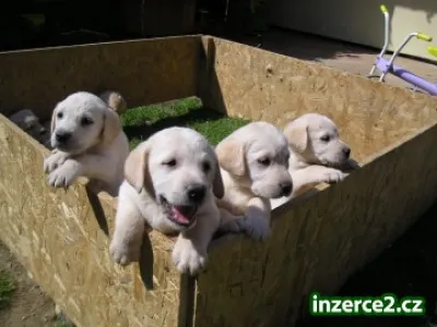 Labrador štěŇATA