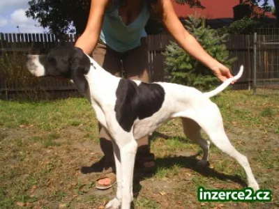 Pointer