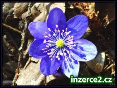 Přivýdělek z domu pro celou ČR-zvládne ji každý.