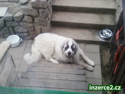 Štěňata pyrenejského mastina