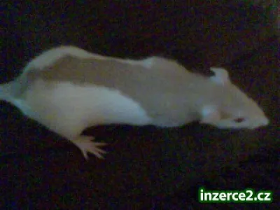 Daruji !