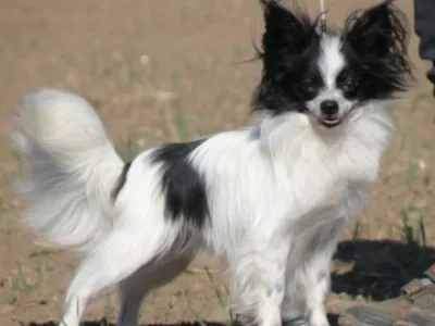 Papillon - chovatelská stanice Anée