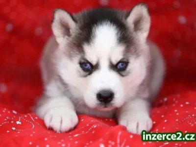 Registrovaní Sibiřský husky štěňata