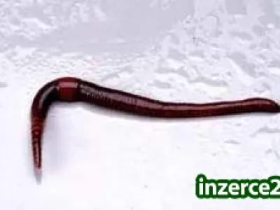 Kalifornské žížaly