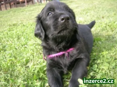 Flat Coated Retriever - štěňata s PP