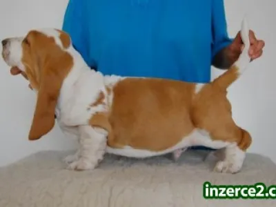 Basset Hound