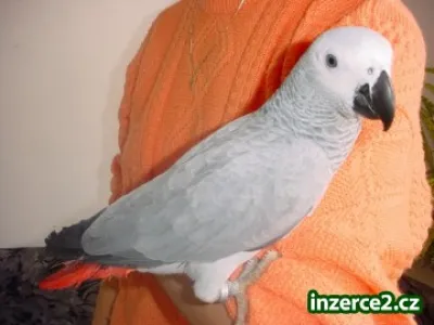 Prodám krotká mláďata papoušků
