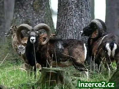Náhled