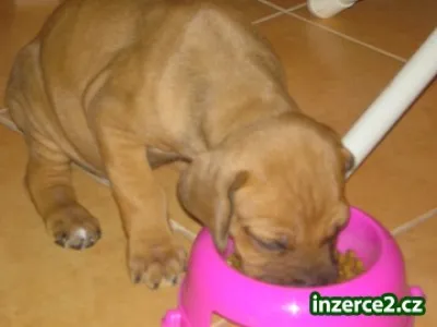 Rhodesky ridgeback