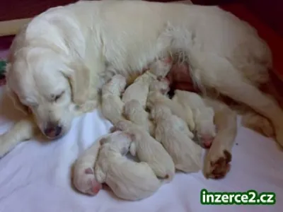 Zlatý retriever