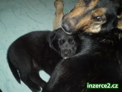 Kříženec Labradorský Retriever-Německý ovčák
