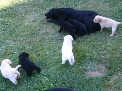 Štěňátka-Labradorský retriever