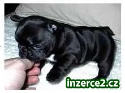 Francouzština Bulldog štěňata jsou k dispozici