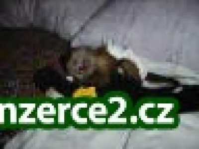 Kapucínský Baby Monkey Zvířata pro tento Vánoce Dárek pro Vás