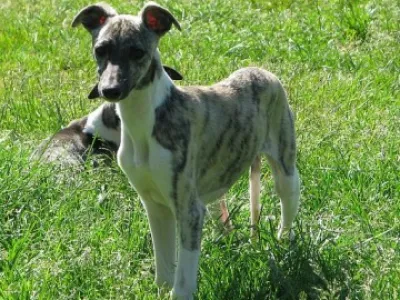 vipet-whippet