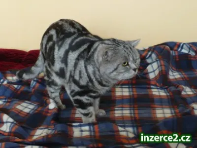 whiskas kotatka