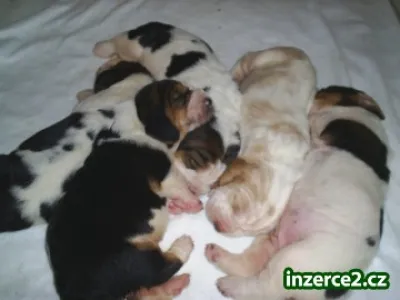 Basset hound s pp