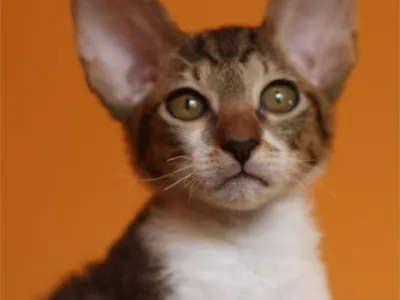 Cornish Rex - krásná koťátka s PP