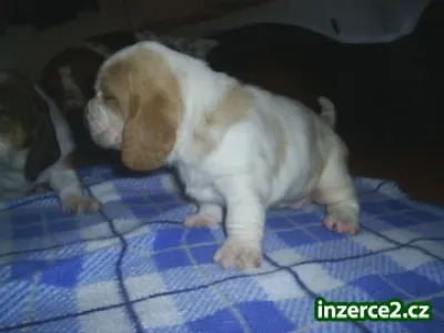Basset hound s pp
