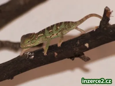 Chameleon jemenský