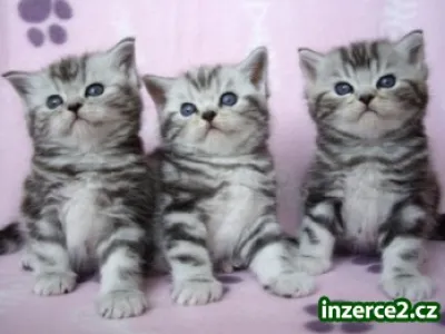 whiskas koťátka