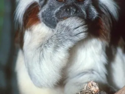 Tamarín pinčí