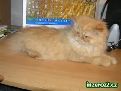 Prodám perská koťátka