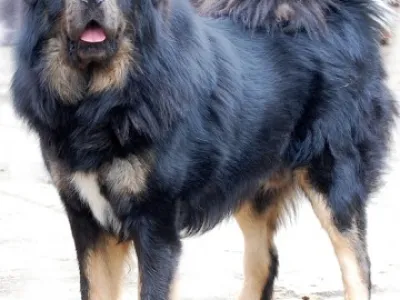 Tibetská doga
