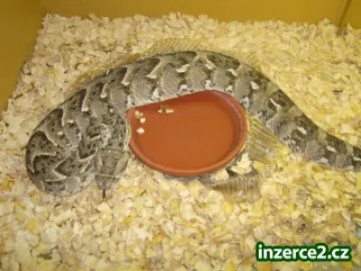BITIS ARIETANS