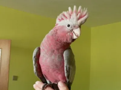 Kakadu růžový