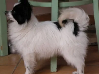 Papillon - chovatelská stanice Anée