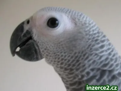 Žako kongo