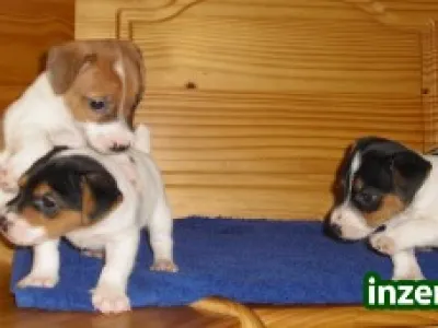 jack russel terier