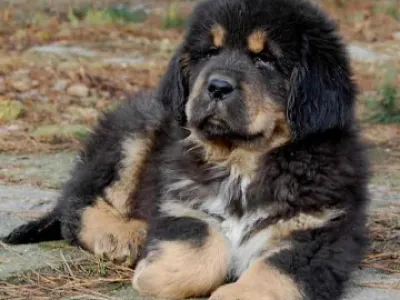 Tibetská doga