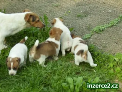 Jack russel terier