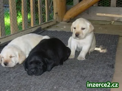 Labradorsky Retriever