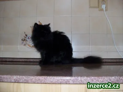 Daruji Perskou Kočku
