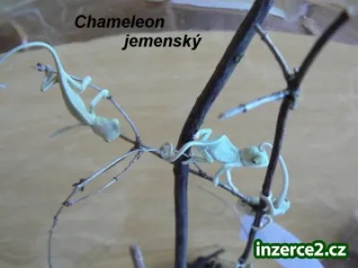 Chameleon jemenský