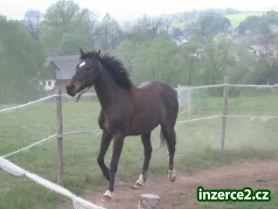 nabízím ježdění