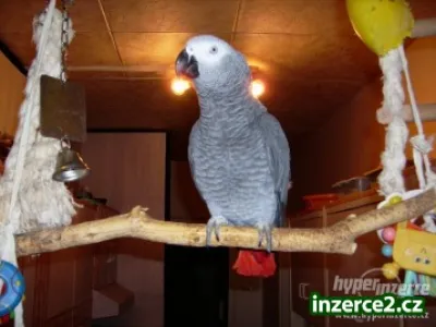 Africké Gray papoušci