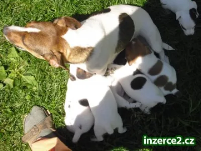 jack russel terier